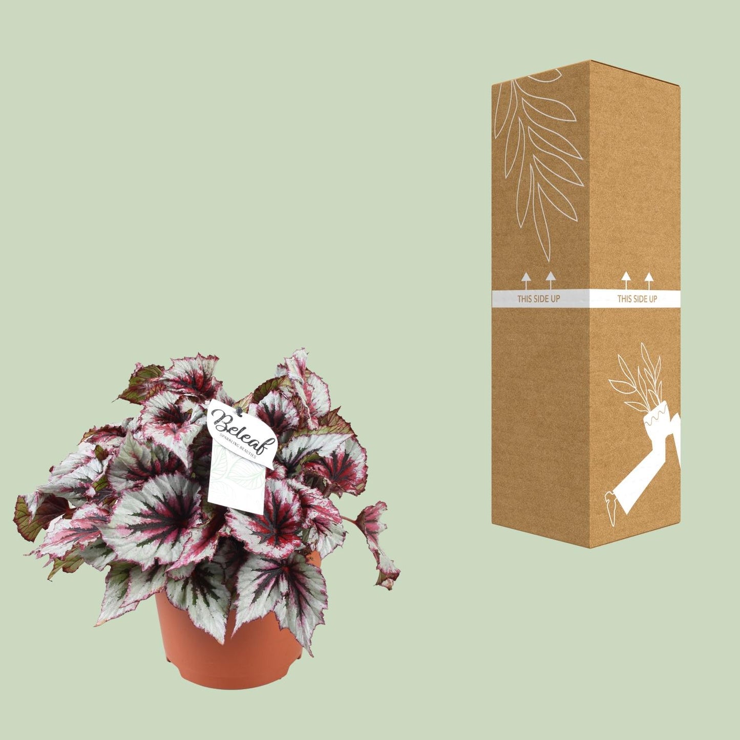 Begonie 'Evening Glow' – Farbenfrohe Zimmerpflanze 33 cm