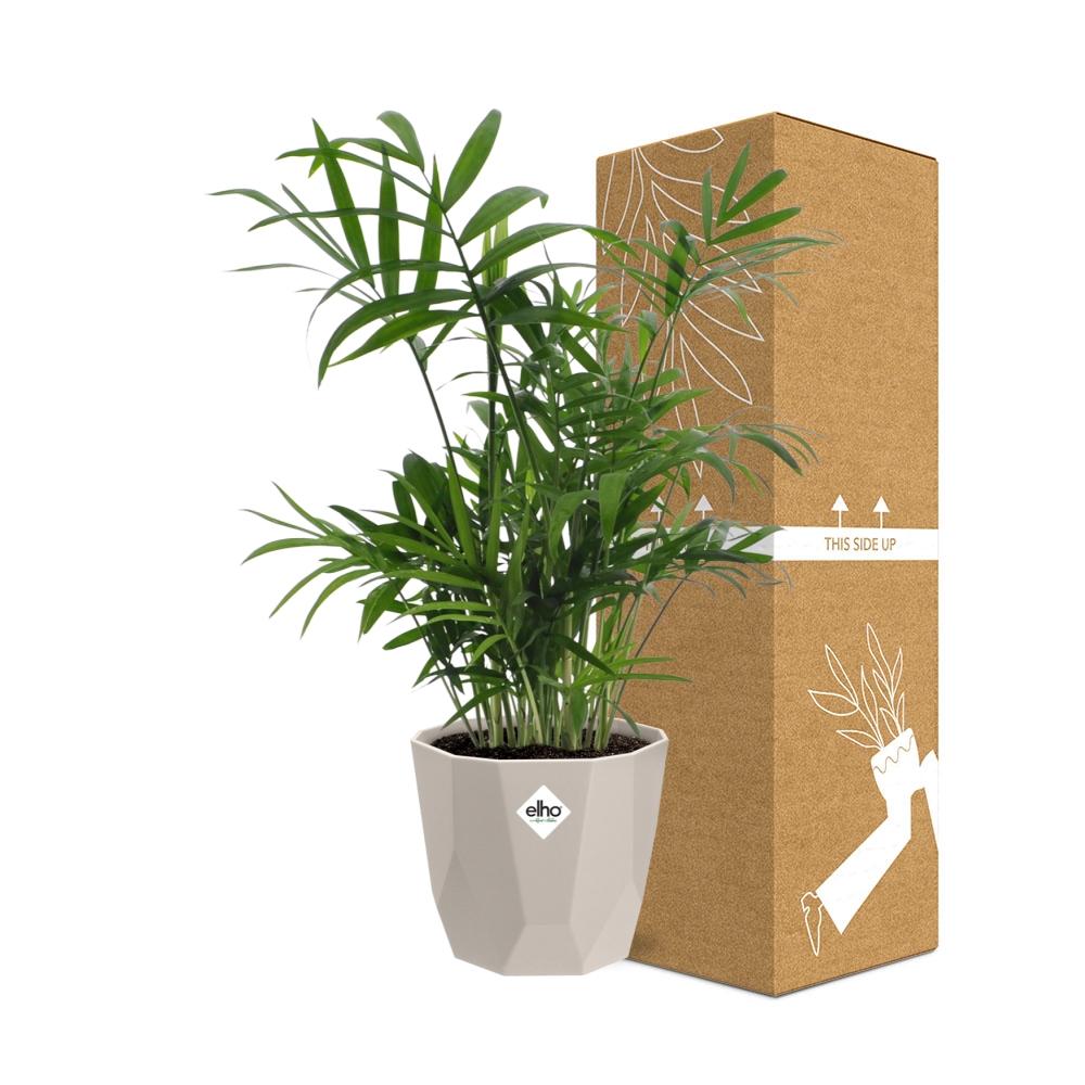 Chamaedorea Zwergbergpalme in ELHO b.for rock 14 cm warm grey