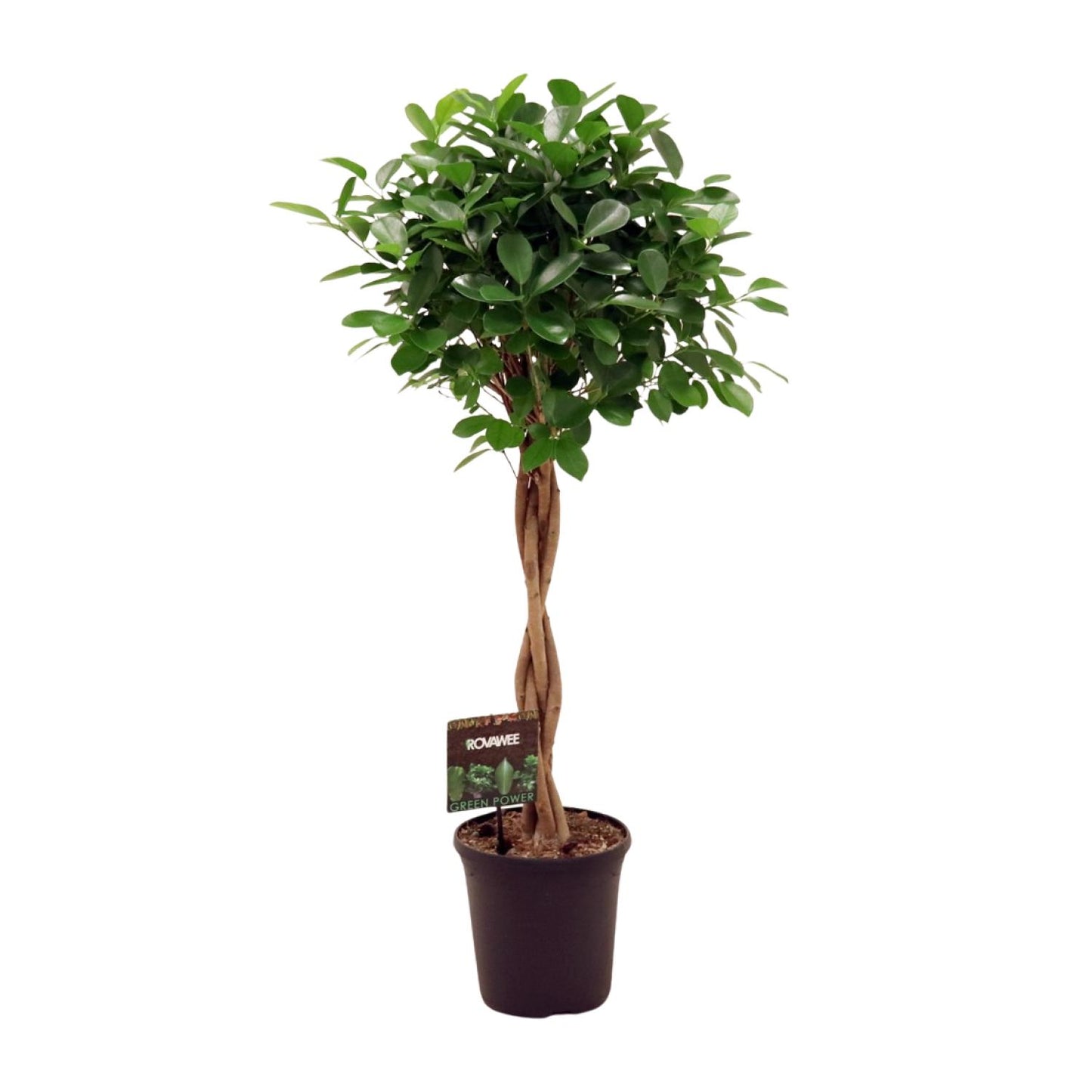 Ficus Microcarpa Moclame – Pflegeleichter Zimmerbaum Ø23cm