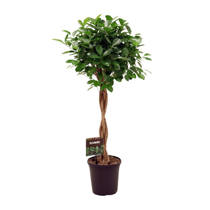 Ficus Microcarpa Moclame – Pflegeleichter Zimmerbaum Ø23cm