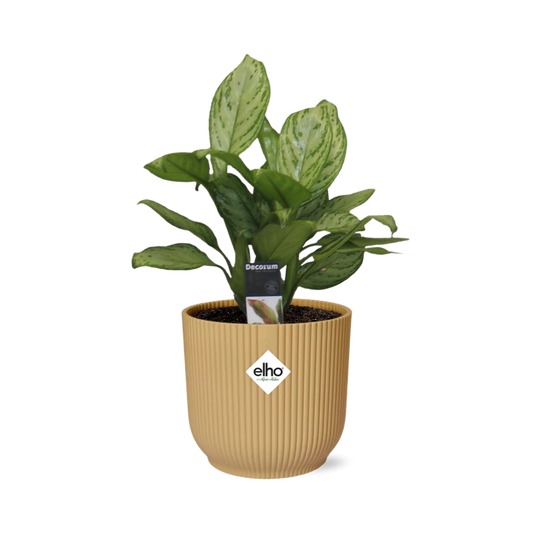 Aglaonema Christina in ELHO Vibes Fold 14cm Gelb – Pflegeleichte Zimmerpflanze