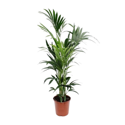 Kentia-Palme – 170 cm – Pflegeleicht & Tropisch Elegant