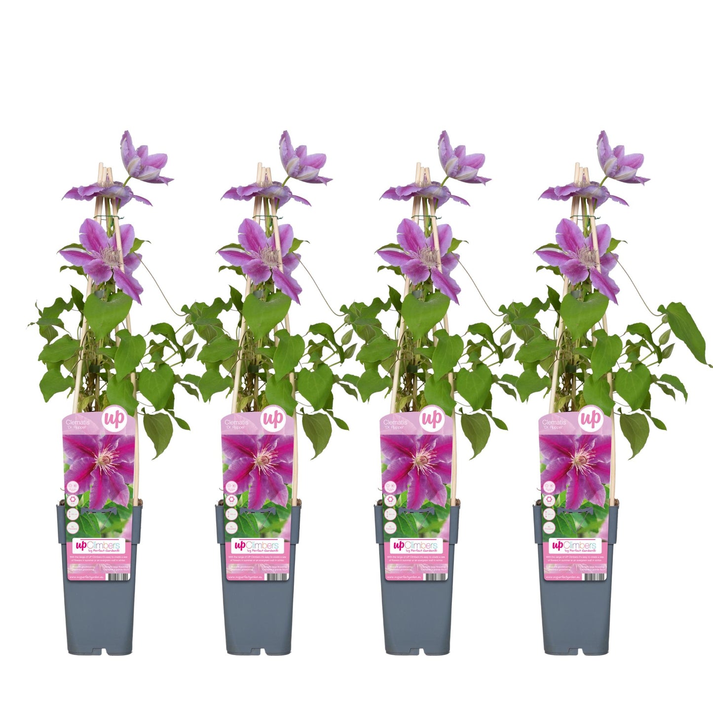 Clematis Dr. Ruppel – Blühende Kletterpflanze Ø15cm, 65cm Höhe