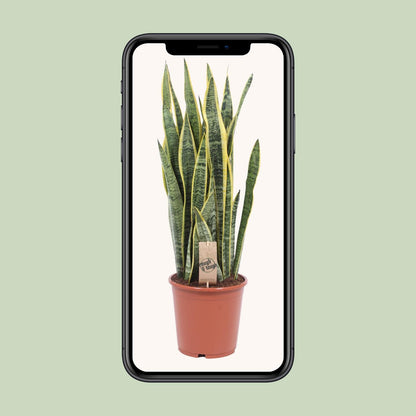 Sansevieria Laurentii – Pflegeleichte Schlangenpflanze Ø21cm, 80cm hoch