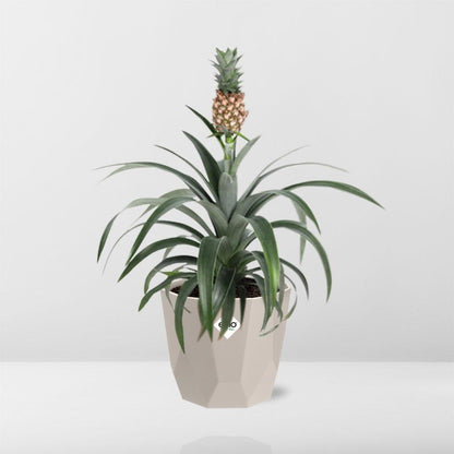 Ananas-Pflanze in ELHO b.for rock 14 cm warm grey