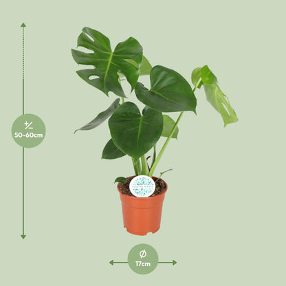 Monstera Deliciosa – Trendige, pflegeleichte Zimmerpflanze Ø17cm