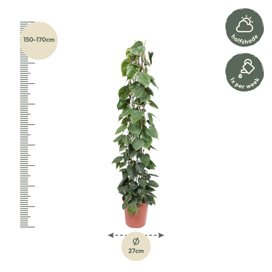 Philodendron Scandens Gaasrek – 160 cm, ø27 cm