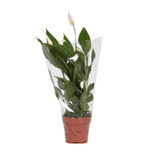 Spathiphyllum Alana – Pflegeleichte, luftreinigende Zimmerpflanze Ø12cm