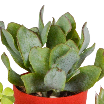 Vetplanten-Mischung 5er Set in farbigem Kunststofftopf