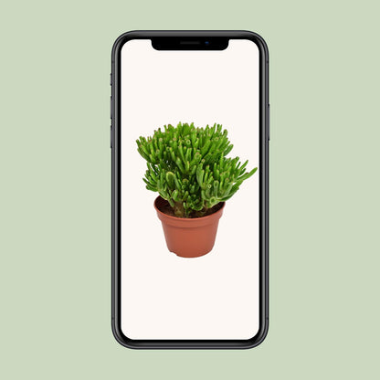 Crassula Hobbit – pflegeleichte Sukkulente Ø15cm