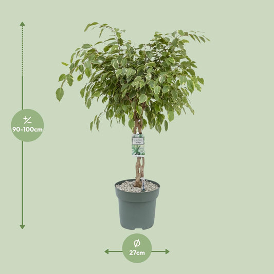 Ficus Safrana 'Golden King' – 100 cm pflegeleichte Zimmerpflanze