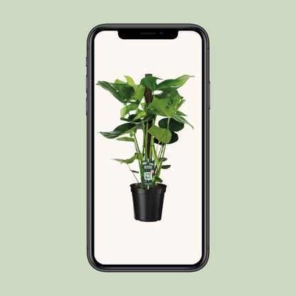 Monstera Deliciosa – Pflegeleichte Zimmerpflanze Ø19cm