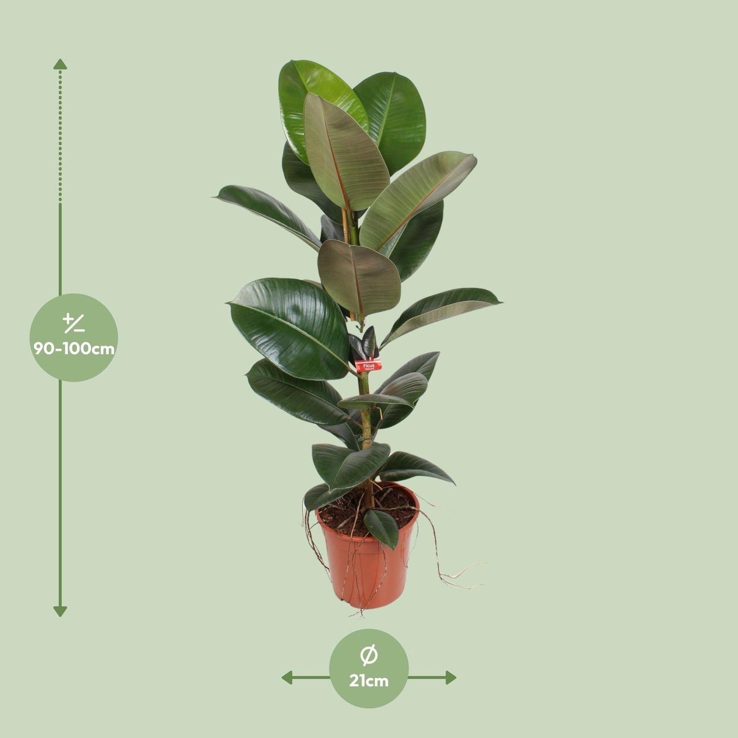 Gummibaum Robusta – 95 cm pflegeleichte Zimmerpflanze