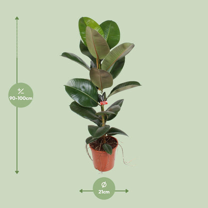 Gummibaum Robusta – 95 cm pflegeleichte Zimmerpflanze