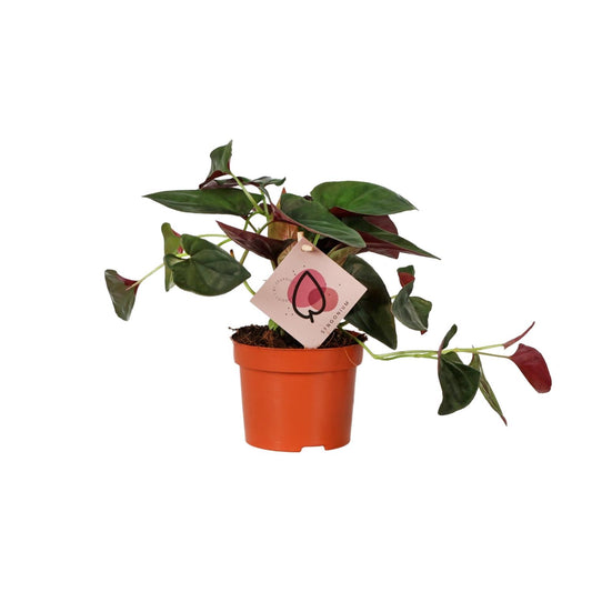 Syngonium Red Arrow – Pfeilspitzenrebe Ø12cm, 25cm hoch