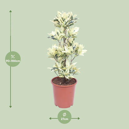 Codiaeum Variegatum Tamara – Bunte Croton Zimmerpflanze Ø27cm