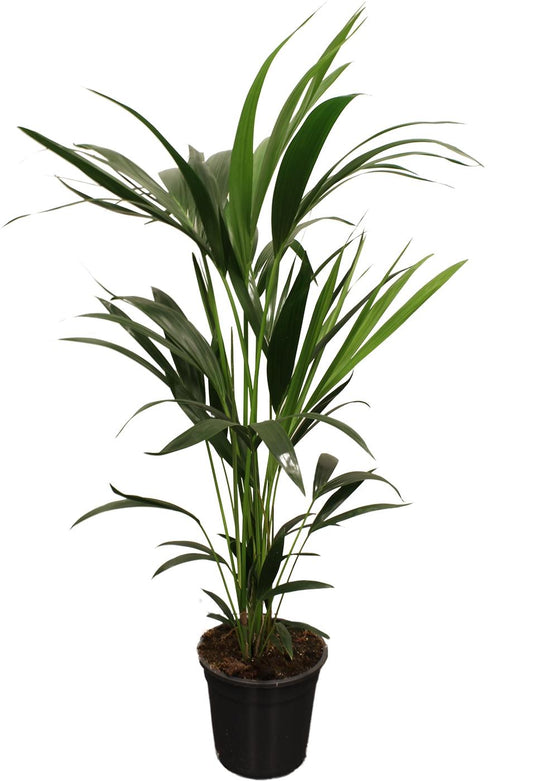 Howea Forsteriana (Kentia) 5 Pit 100-120cm Ø21cm