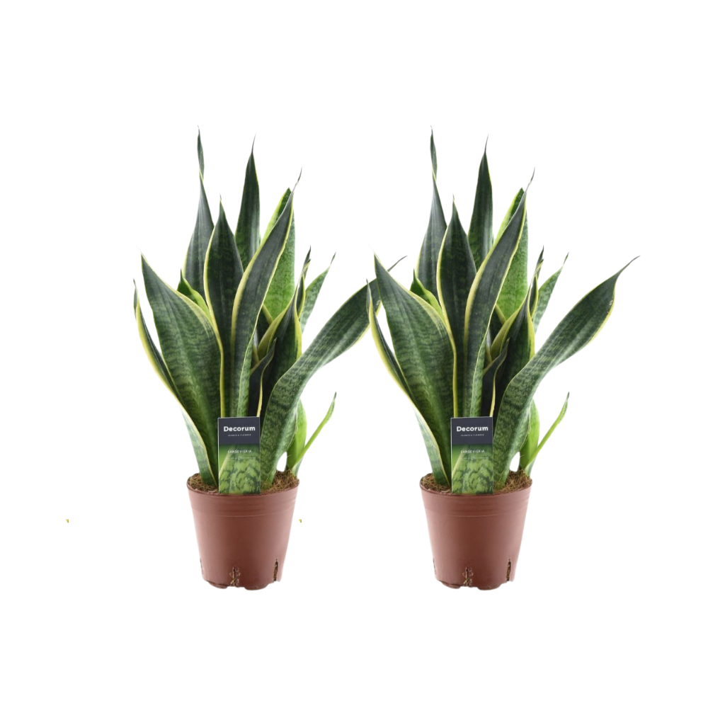 Sansevieria Futura Superba – 2er-Set, Ø14cm, ca. 45cm Höhe