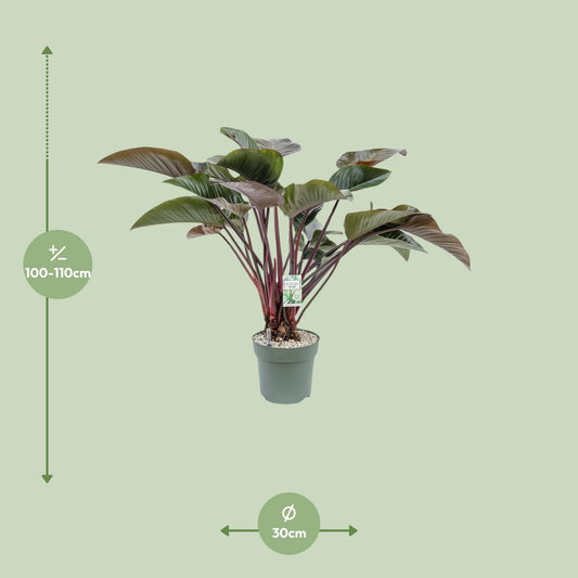 Philodendron Red Beauty – Pflegeleichte Zimmerpflanze Ø30cm