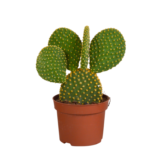 Opuntia microdasys – Pflegeleichter Micky-Maus-Kaktus 12 cm