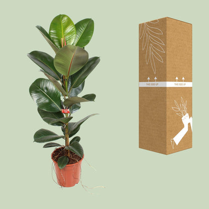 Ficus Elastica Robusta – Pflegeleichte Zimmerpflanze Ø21 cm