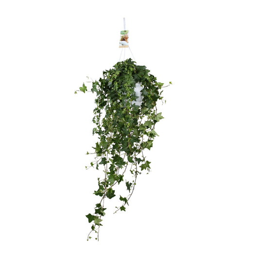Hedera Helix Pitsburg XXL – Pflegeleichter Efeu Ø17cm