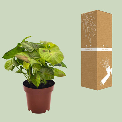 Syngonium Milk Confetti – Pfeilspitzenpflanze Ø12cm, 20cm hoch
