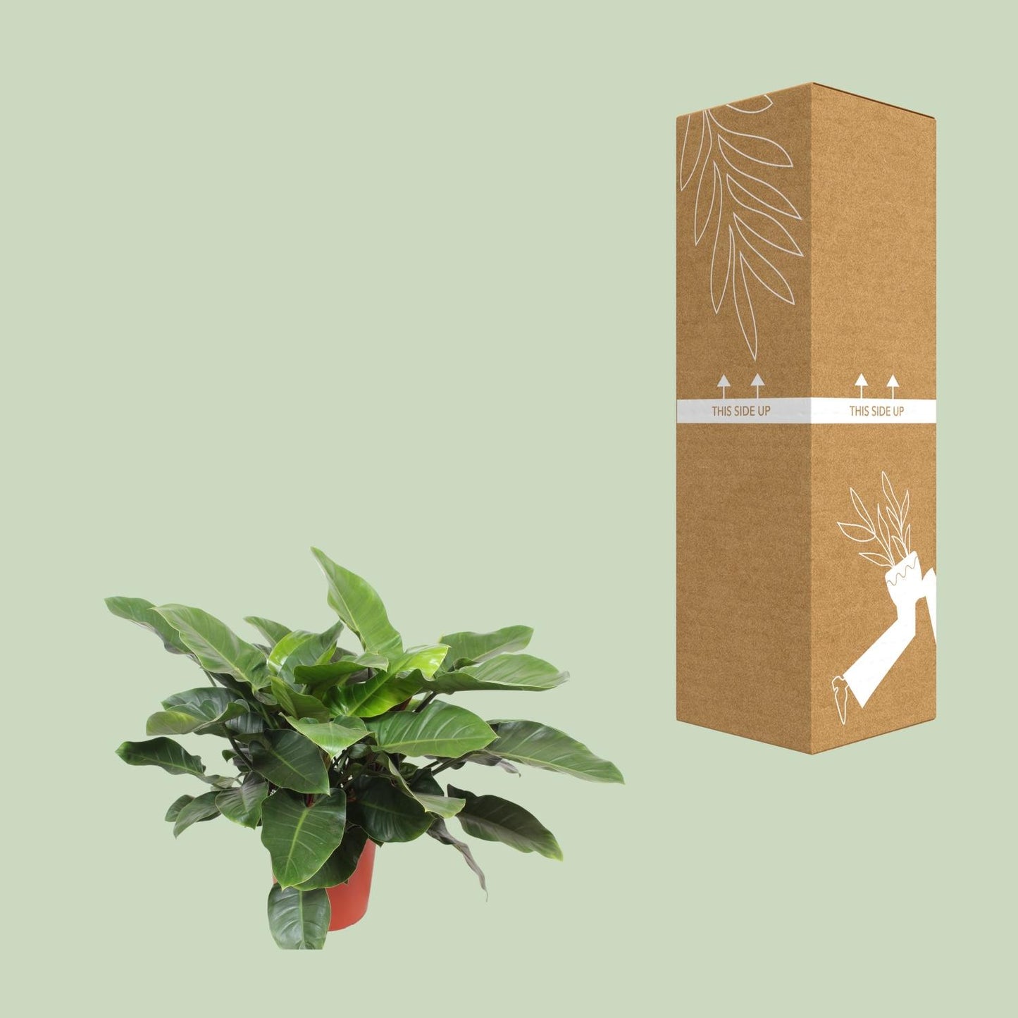Philodendron Imperial Green – 90 cm pflegeleichte Zimmerpflanze