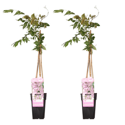 2x Wisteria floribunda 'Rosea' – Rosa blühende Kletterpflanze Ø15cm
