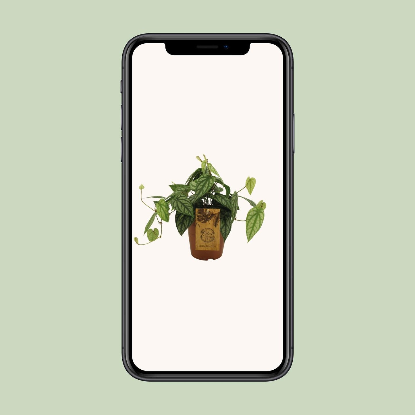 Piper Sylcaticum – Pflegeleichte Trendpflanze Ø15cm