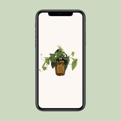 Piper Sylcaticum – Pflegeleichte Trendpflanze Ø15cm