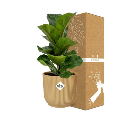 Ficus Lyrata ‘Bambino’ – Pflegeleichte Zimmerpflanze im ELHO Vibes Fold Topf