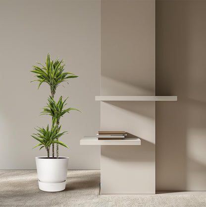 Dracaena Lemon Lime – Pflegeleichte Zimmerpflanze 130 cm