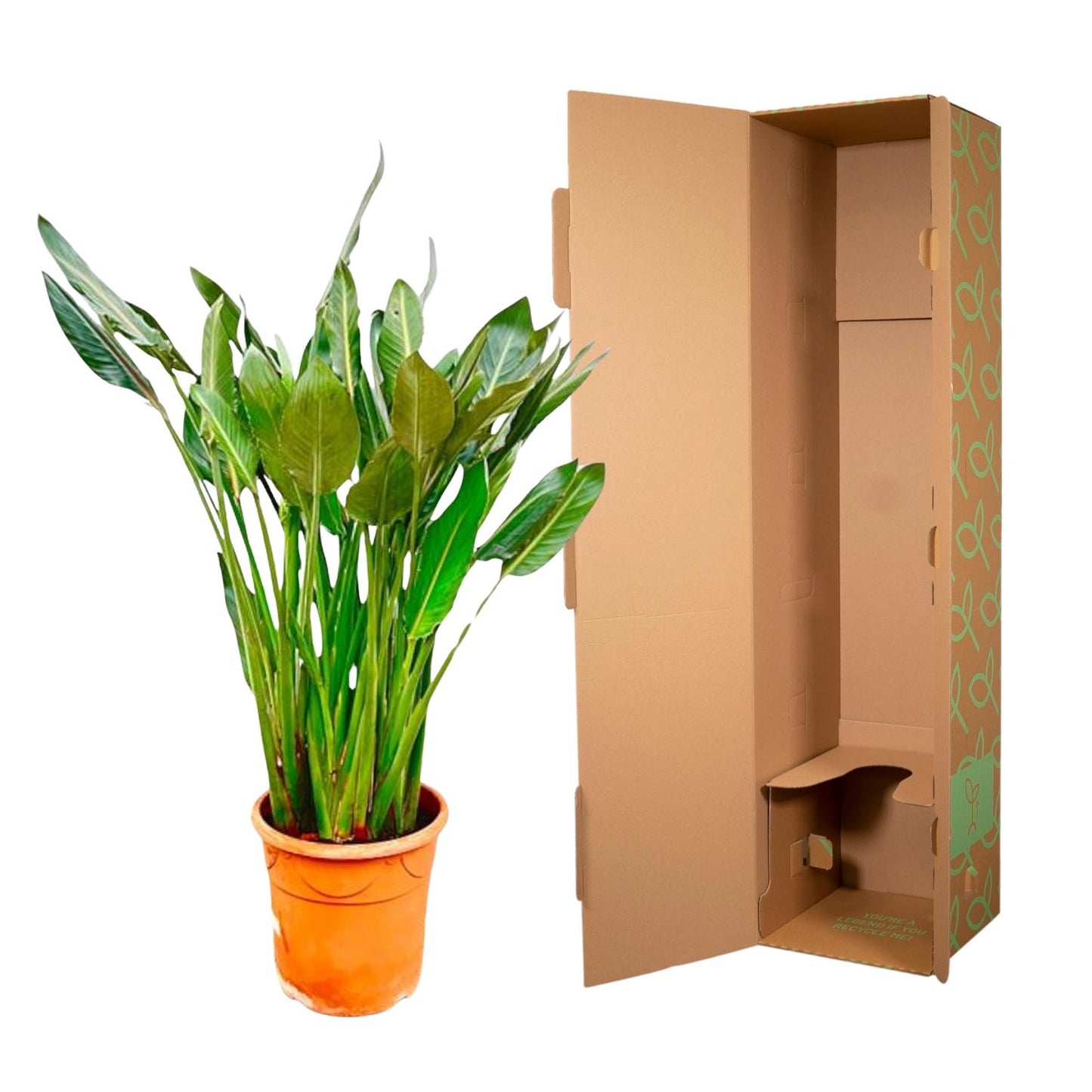 Strelitzia Reginae XL – Exotische Paradiesvogelblume 160 cm