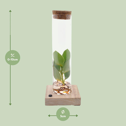 Clusia im Glas mit LED – Hydrokultur Zimmerpflanze 10 cm