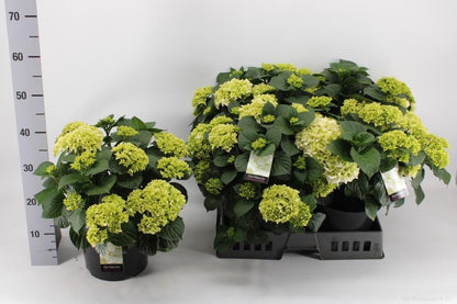 Endlose Hortensie Ø23cm – Blühende Zimmerpflanze
