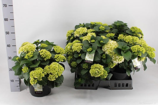 Endlose Hortensie Ø23cm – Blühende Zimmerpflanze