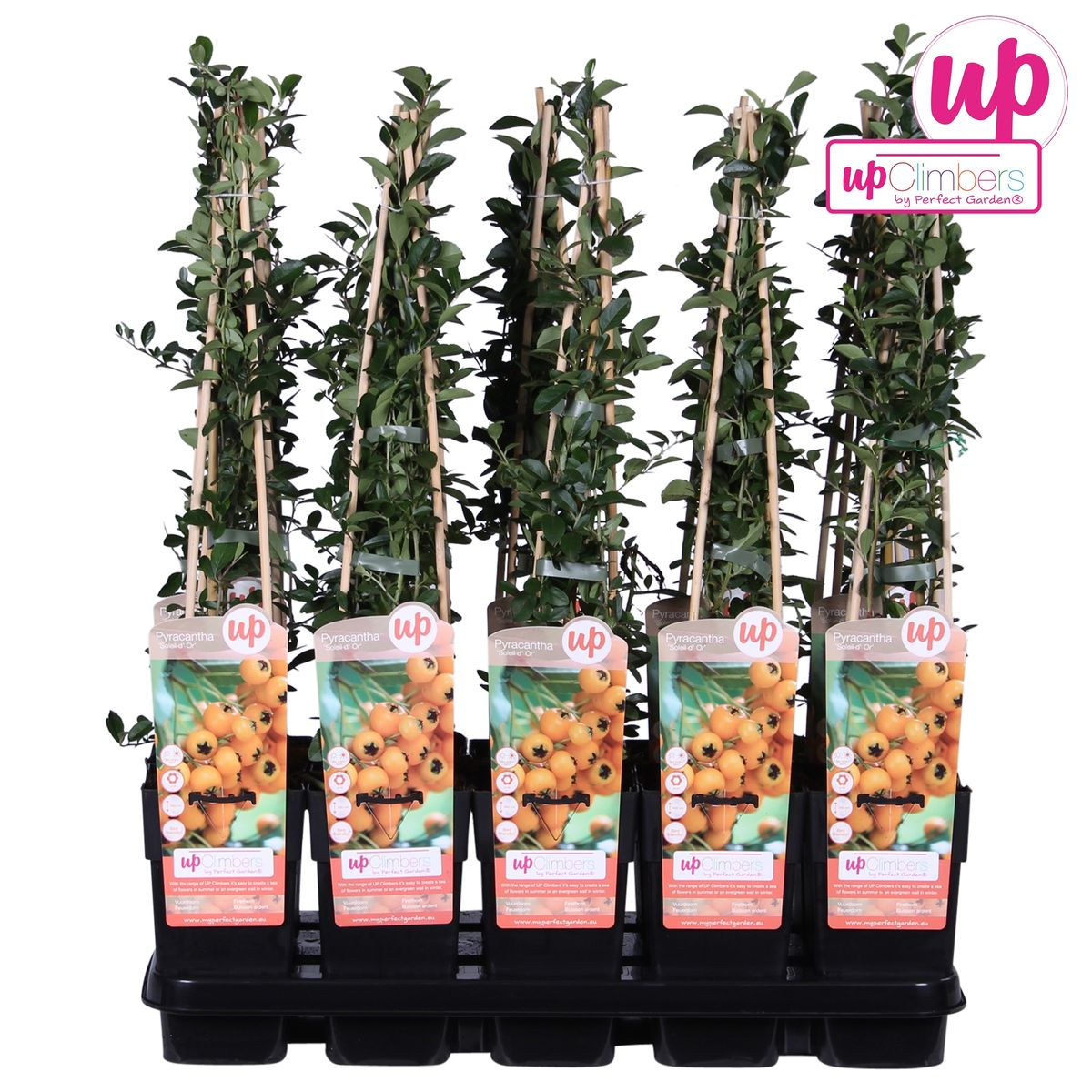Feuerdorn 'Soleil d'Or' – Pflegeleichter Gartenstrauch mit leuchtenden Beeren