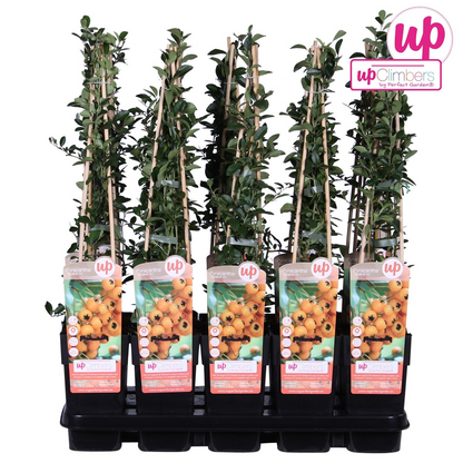 Feuerdorn 'Soleil d'Or' – Pflegeleichter Gartenstrauch mit leuchtenden Beeren
