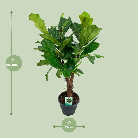 Ficus Lyrata – Geigenfeige Ø26cm, ca. 100cm hoch