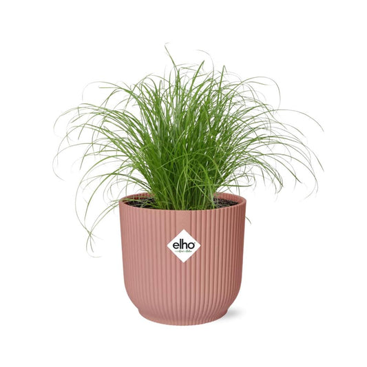 Cyperus Alternifolius Zumula im ELHO Vibes Fold 14cm rosa