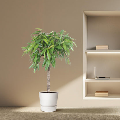 Ficus Amstel King – 130 cm Zimmerpflanze mit geflochtenem Stamm