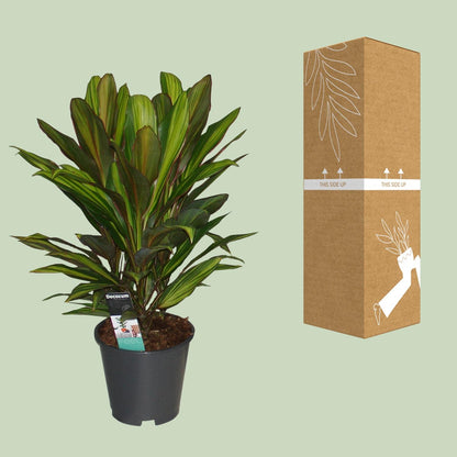 Cordyline Kiwi – Tropische, pflegeleichte Zimmerpflanze Ø19cm