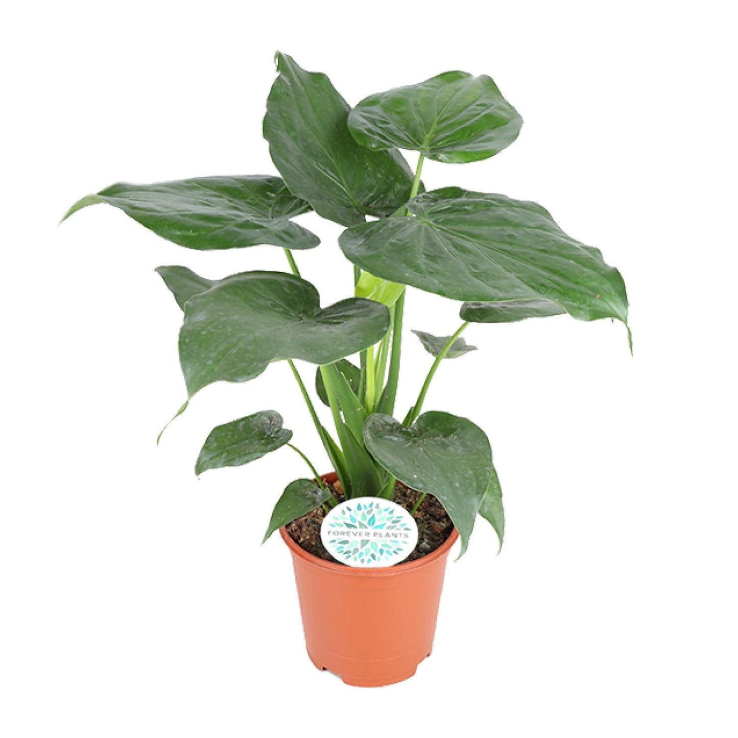 Alocasia Cucullata – Pflegeleichte Zimmerpflanze Ø21cm