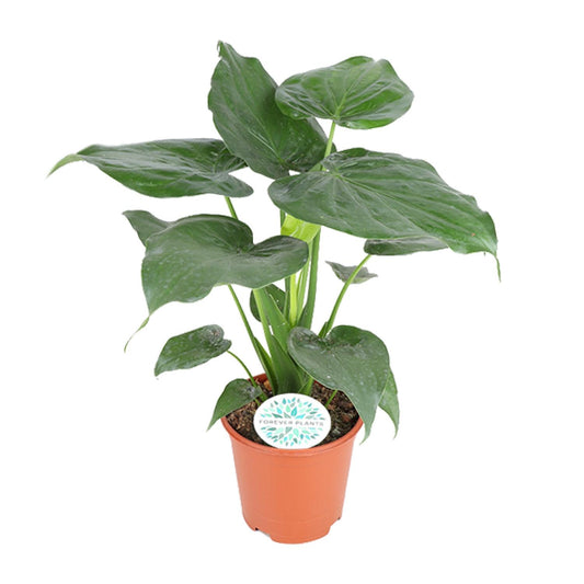 Alocasia Cucullata – Pflegeleichte Zimmerpflanze Ø21cm
