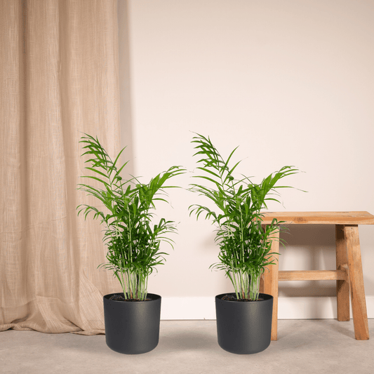 Chamaedorea Elegans – Mexikanische Bergpalme 2er-Set Ø17cm