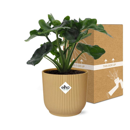 Philodendron Atom in ELHO Vibes Fold 14cm Gelb – Pflegeleicht & Trendpflanze