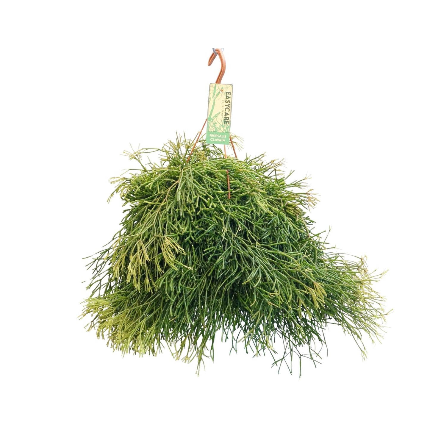Rhipsalis Clavata – Pflegeleichter Hängekaktus Ø21cm