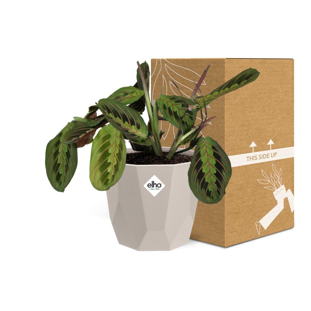 Maranta Leuconeura ‘Fascinator’ Tricolor 14 cm in ELHO b.for rock Topf