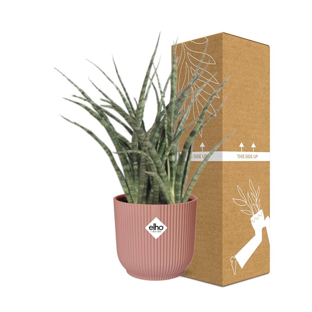 Sansevieria Fernwood Punk in ELHO Vibes Fold 14cm rosa